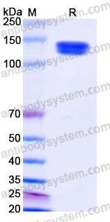 Biotinylated Human CD203c/ENPP3 Protein, N-Avi-His
