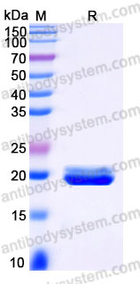 Biotinylated Human CD262/TRAIL-R2/DR5 Protein, C-Avi-His