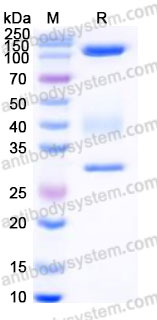 Recombinant Human Laminin 521 E8 Protein, N-His & N-Flag & N-HA (Active)