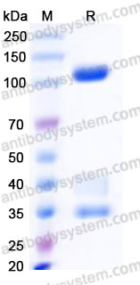 Recombinant Human Laminin 511 E8 Protein, N-His & N-Flag & N-HA (Active)