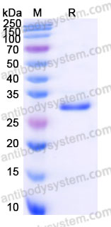 Recombinant Human FGF17 Protein, C-His (Active)