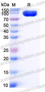 Biotinylated Human CD85a/LILRB3 Protein, C-Fc-Avi