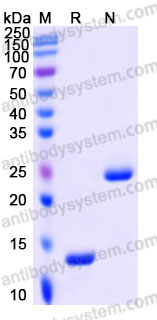 Recombinant Human TGFB1/TGF-beta-1 Protein, Tag free (Active)