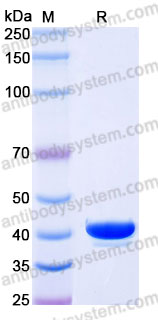 Biotinylated Human LAP/TGF-beta-1 Protein, N-His-Avi