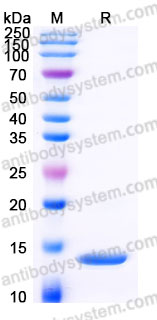 Recombinant Human NGF/Beta-NGF Protein, Tag free (Active)