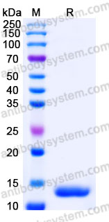 Recombinant Human NGF/Beta-NGF Protein, Tag free (Active)