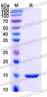 Recombinant Human LTA/TNF-beta Protein, Tag free (Active)