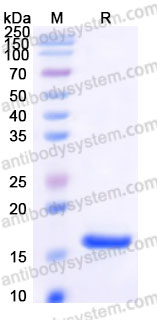 Recombinant Human TNFa/TNF-alpha Protein, Tag free (Active)