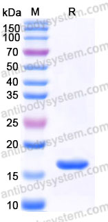 Recombinant Human IFNA2/IFN-alpha-2 Protein, Tag free (Active)