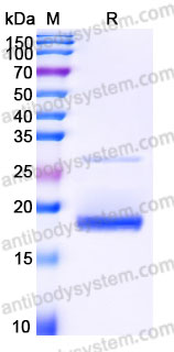 Biotinylated Human IL1A/IL1F1 Protein, C-Avi