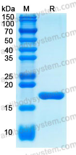 Recombinant Human IL1B/IL1F2 Protein, C-His (Active)