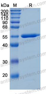 Recombinant Human ILDR2 Protein, C-hFc-His (Active)