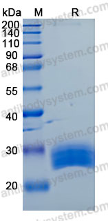 Recombinant Human LAYN/Layilin Protein, C-10*His (Active)
