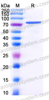 SDS-PAGE for Recombinant Human TF/Transferrin Protein, C-His (Active) ?>