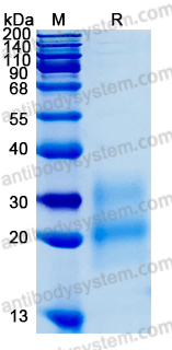 Recombinant Human CSF2/GM-CSF Protein, C-His (Active)