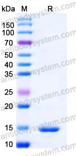 Recombinant Human CSF2/GM-CSF Protein, Tag free (Active)