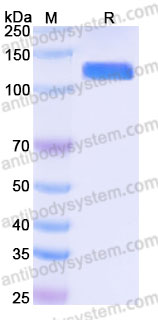 Biotinylated Human CD340/ERBB2/HER2/NEU Protein, C-Fc-Avi