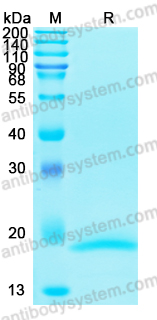 Recombinant Human IL4 Protein, C-His (Active)
