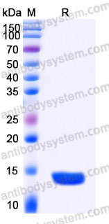 Recombinant Human IL4 Protein, Tag free (Active)