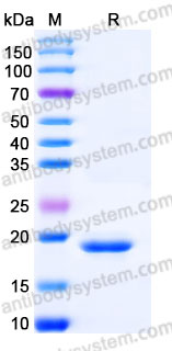 Recombinant Human IL4 Protein, Tag free (Active)