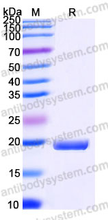 Biotinylated Human IL4 Protein, C-His-Avi