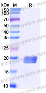 Biotinylated Human IL5 Protein, C-His-Avi