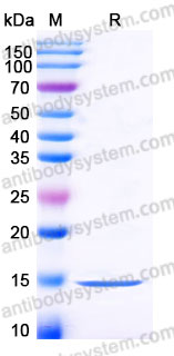 Recombinant Human FGF1/aFGF Protein, Tag free (Active)