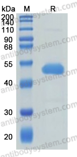 Recombinant Human SERPINE2 Protein, C-10*His (Active)