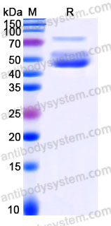 Biotinylated Human CD3E Protein, C-Fc-Avi