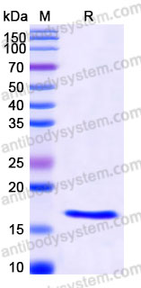 Recombinant Human FGF4 Protein, Tag free (Active)