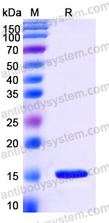 Recombinant Human IL3 Protein, N-His (Active)