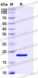 Recombinant Human FGF2/FGFb Protein, Tag free (Active)