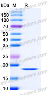 Recombinant Human FGF2/FGFb Protein, Tag free (Active)