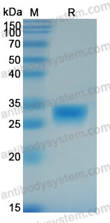Biotinylated Human CD7 Protein, C-His-Avi