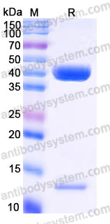 Biotinylated Human Latent TGF-beta-3 Protein, N-8*His-Avi