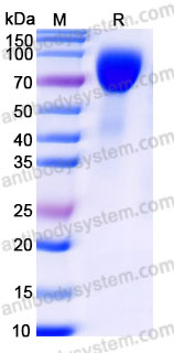 Biotinylated Human CD28 Protein, C-Fc-Avi