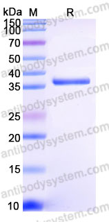 Biotinylated Human CD20/MS4A1 Protein, C-Avi-His-Flag