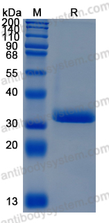 Recombinant Human GZMA/Granzyme A Protein, C-10*His (Active)