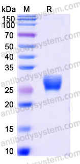 Recombinant Human IL7 Protein, C-His (Active)