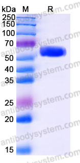 Recombinant Human CD155/PVR Protein, C-His (Active)