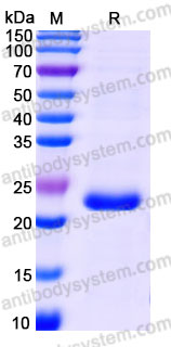 Biotinylated Human VEGF165 Protein, C-His-avi