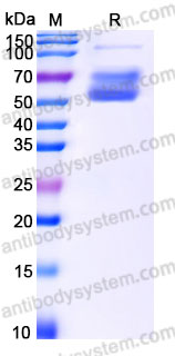 Biotinylated Human CD227/MUC1 Protein, C-Fc-Avi
