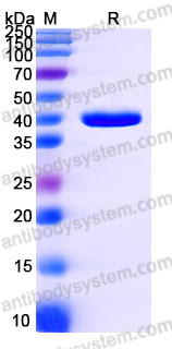 Biotinylated Human CD326/EPCAM Protein, C-His-Avi