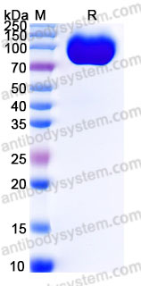 Biotinylated Human CD106/VCAM1 Protein, C-Avi-His