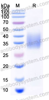 Recombinant Human KITLG/SCF Protein, C-His (Active)