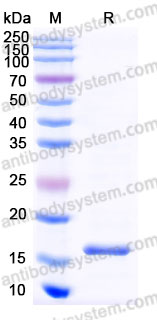 Recombinant Human IL10 Protein, Tag free (Active)