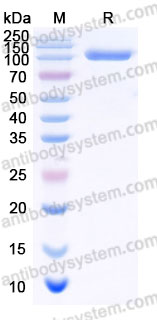 Recombinant Human CD333/FGFR3 Protein, C-Fc (Active)