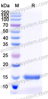Recombinant Human BDNF Protein, Tag free (Active)