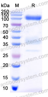 Recombinant Human Laminin 221 E8 Protein, N-His & N-Flag & N-HA (Active)