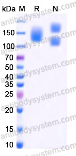 SDS-PAGE for Recombinant Human ITGA3 & ITGB1 Heterodimer, C-Flag & C-His (Active) ?>
